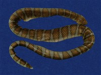 藏品(闊帶青斑海蛇)的圖片